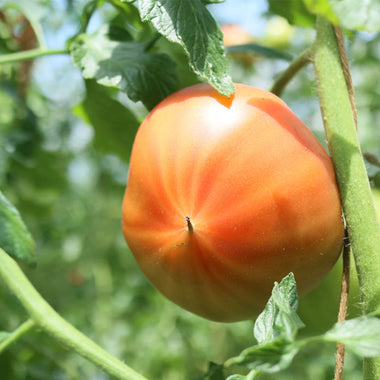 Dashi pack Fruit tomato